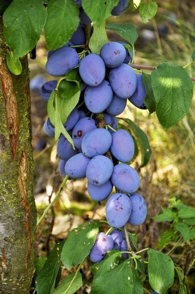 Plums on a tree — Stock Photo, Image
