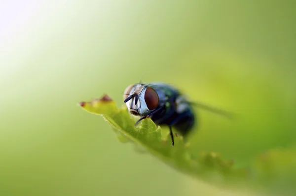 Fly Closeup — Stock Photo, Image