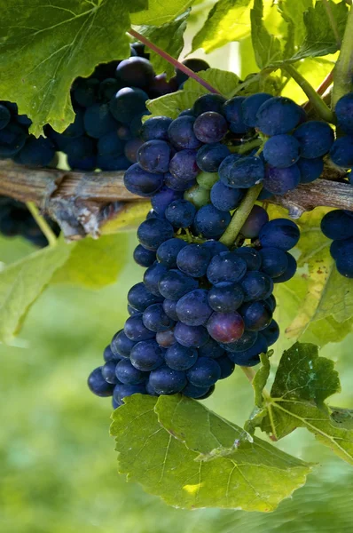 Blue Grapes — Stock Photo, Image