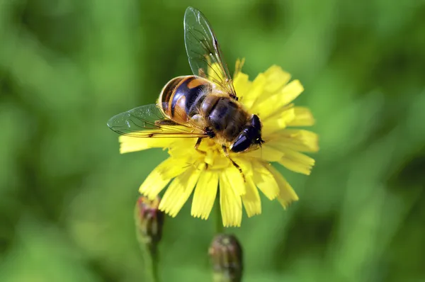 Honeybee — Stock Photo, Image