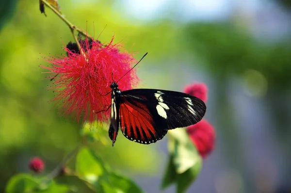 Beautiful Butterfly — Stock Photo, Image