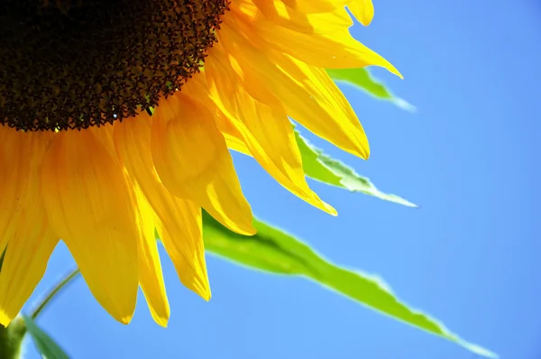 Detalle de una flor de girasol — Foto de Stock