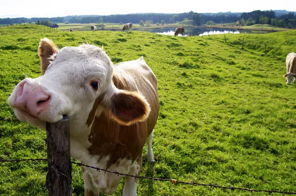Vaca feliz Fotos De Stock