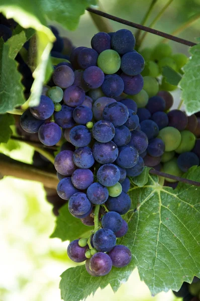 Blauwe wijndruiven — Stockfoto