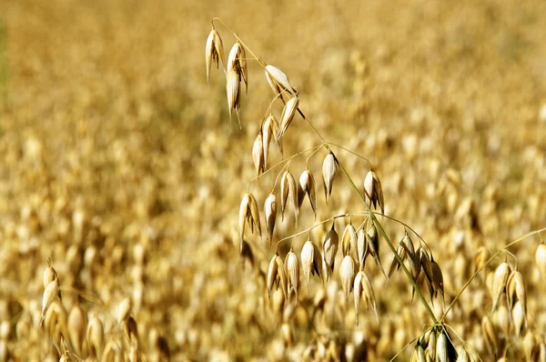 Ripe Oat on a field — Stock Photo, Image