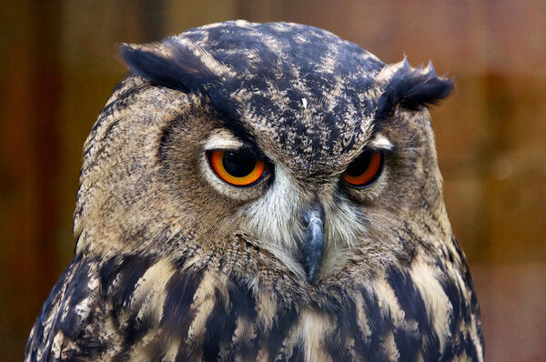 Owl animal nature eyes