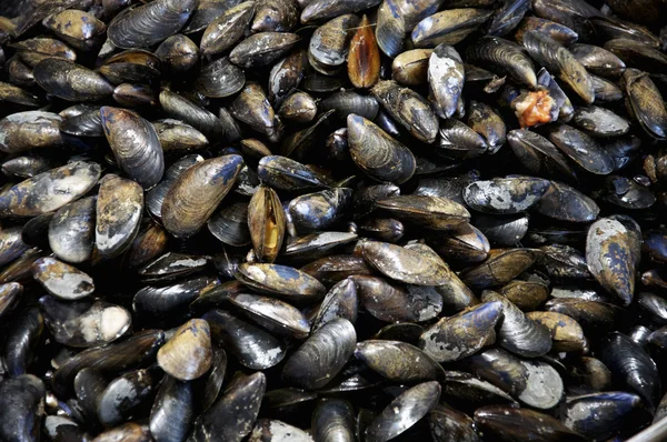 Moules bleues — Photo