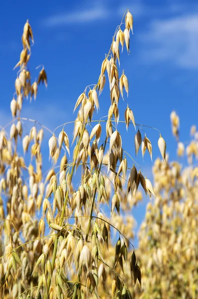 Ripe Oat — Stock Photo, Image