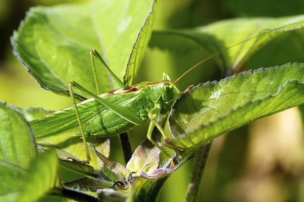 Stor grön Bush Cricket — Stockfoto