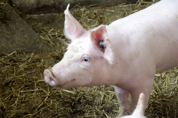 Cute Piglet — Stock Photo, Image