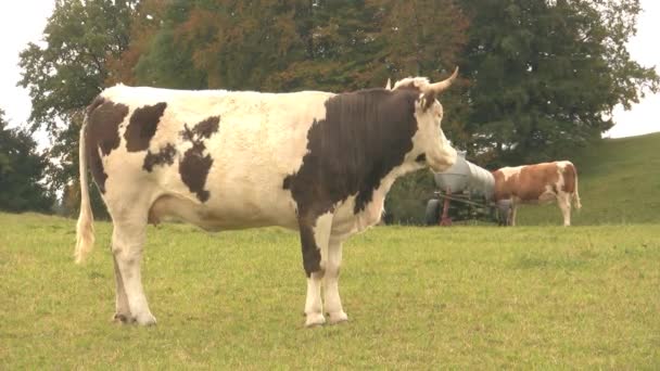 Vaca da Baviera — Vídeo de Stock