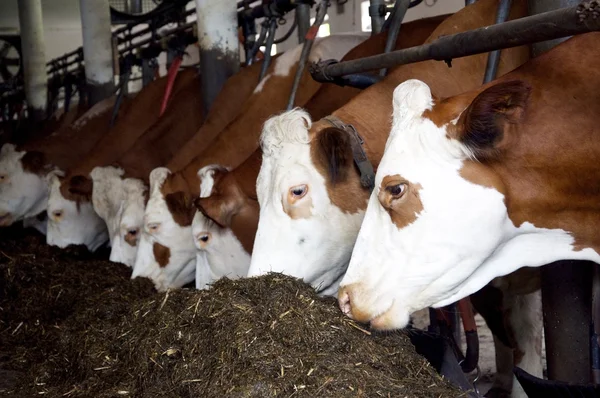 Eten koeien — Stockfoto