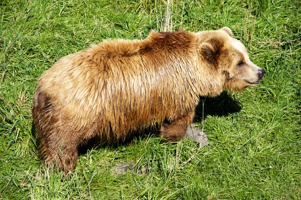 Urso castanho — Fotografia de Stock