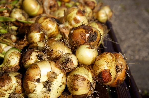 Cebollas — Foto de Stock