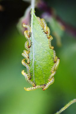 tırtıllar üzerindeki yaprak