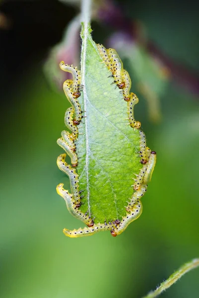 tırtıllar üzerindeki yaprak