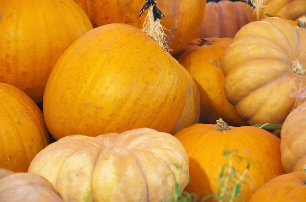 Pumpkins — Stock Photo, Image