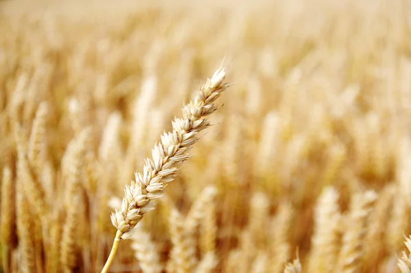 Wheat — Stock Photo, Image