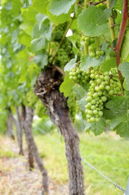 Üzüm bağında üzüm