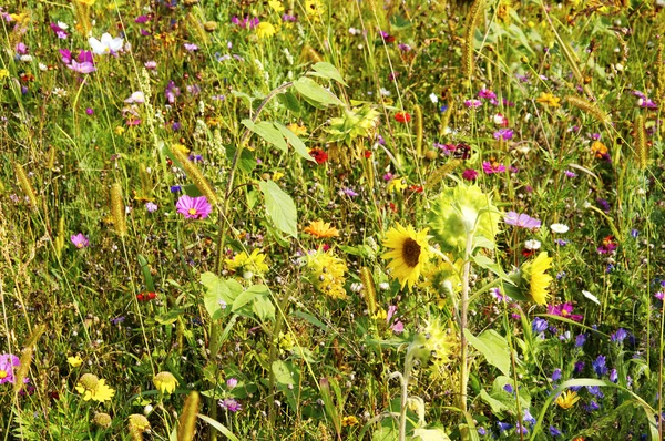 Flower Meadow — Stock Photo, Image