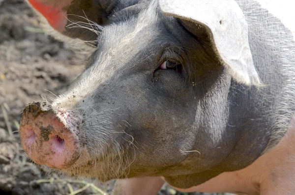 Schweinekopf Stockfoto