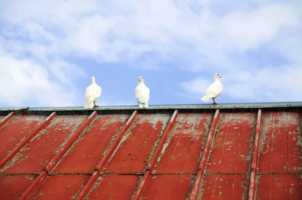三个白鸽 — 图库照片
