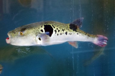 bir akvaryum içinde Fugu