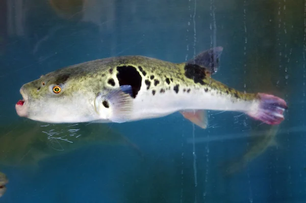 Fugu i ett akvarium Stockfoto