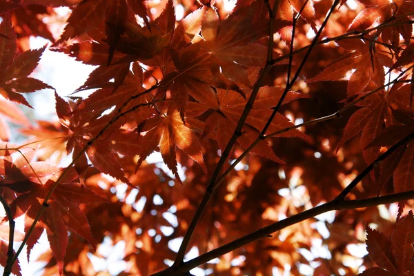 Follaje de otoño japonés — Foto de Stock
