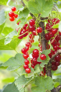 Bir dalda kırmızı frenk üzümü