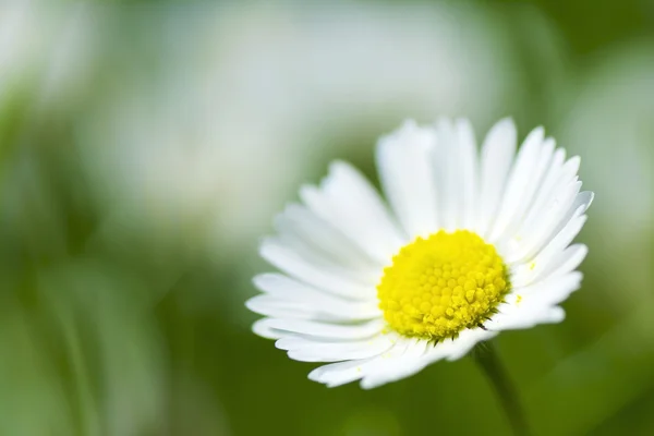 Tiny little daisy — Stock Photo, Image