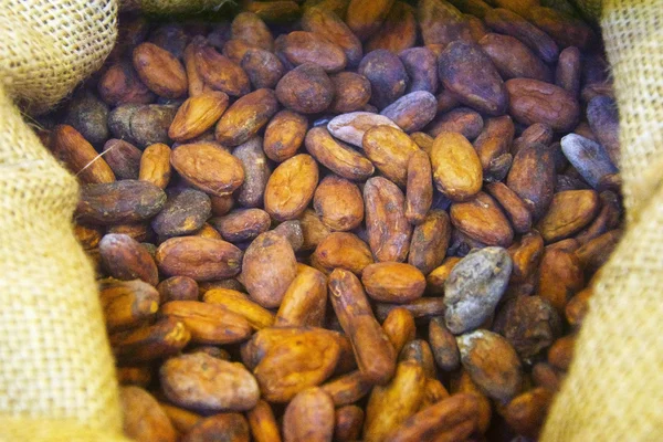 Granos de cacao —  Fotos de Stock