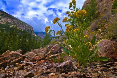 kır çiçekleri colorado