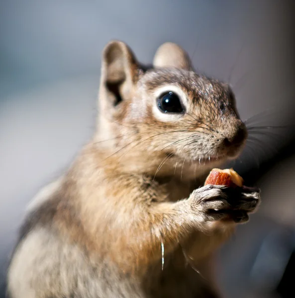 シマリス — ストック写真