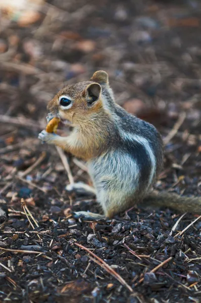 Ardilla. — Foto de Stock