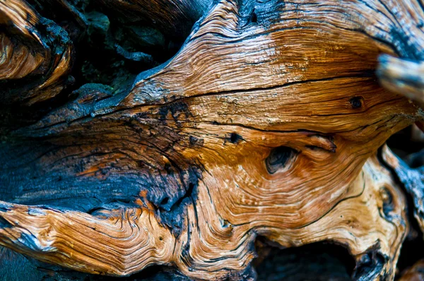 Modello di legno — Foto Stock