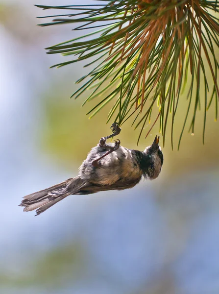 Vogel op de pijnboom — Stockfoto