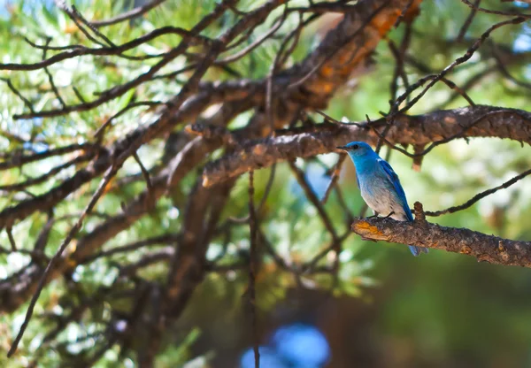 Bluebird de montaña —  Fotos de Stock