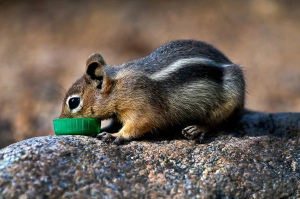 Streifenhörnchen — Stockfoto