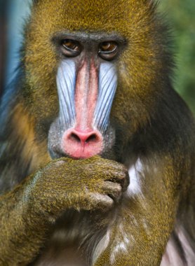 Mandrill'di