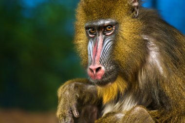 Mandrill'di