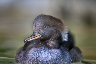 erkek kapşonlu merganser