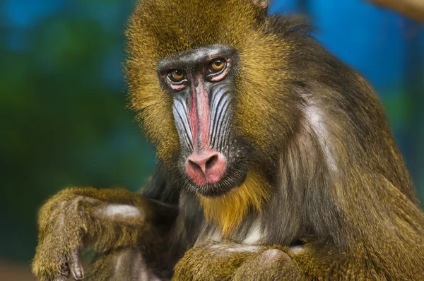 Mandrill — Stockfoto