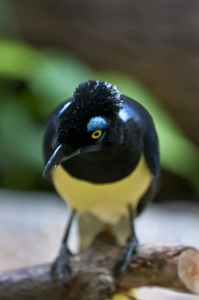 Pluszowe jay crested — Zdjęcie stockowe