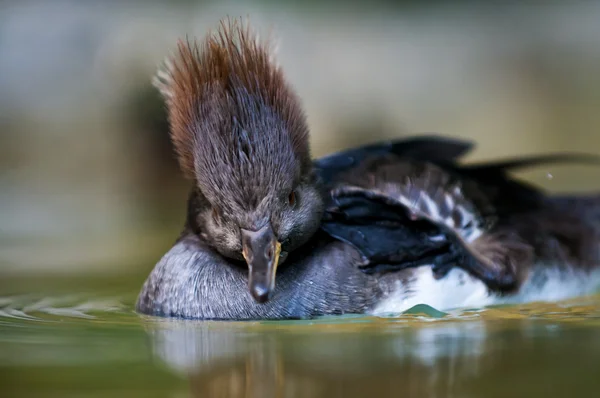 Femmina con cappuccio Merganser — Foto Stock