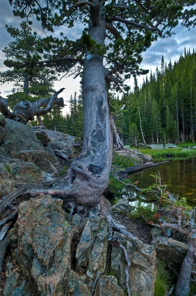 Creepy Tree — Stock Photo, Image