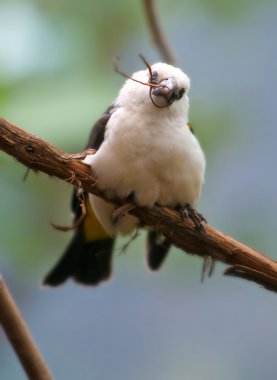 beyaz başlı buffalo dokumacı