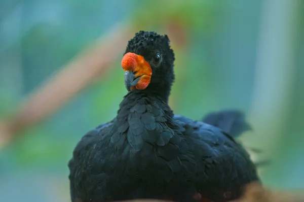 Wattled Curassow-Crax globulosa — стоковое фото