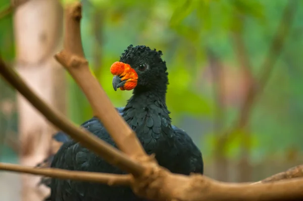 喜食 curassow-crax globulosa — 图库照片