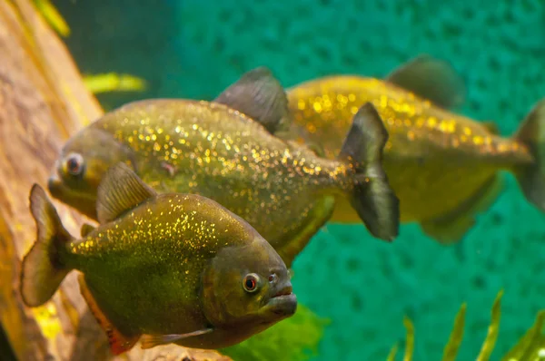 Piranha — Stock Photo, Image